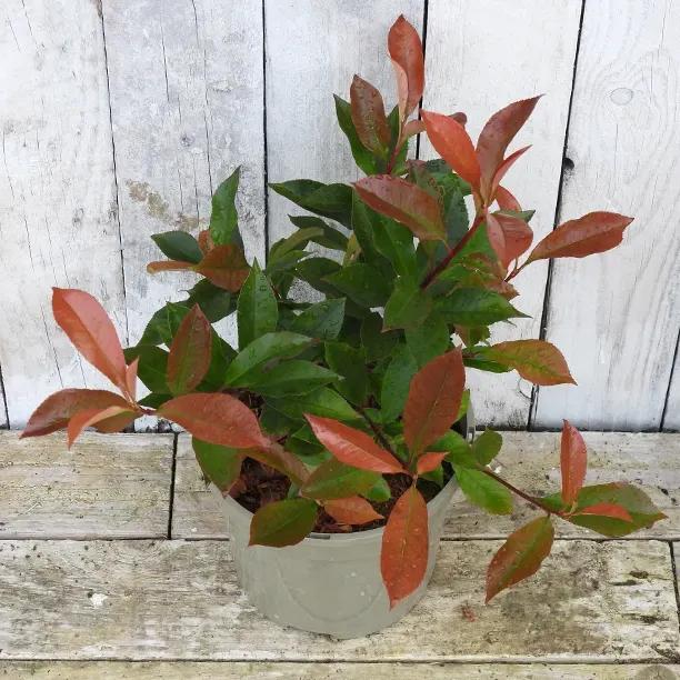'Carre Rouge' Photinia Hedge Plants (Potted / 3 Litre)