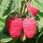 Cascade Delight Raspberries on the bush