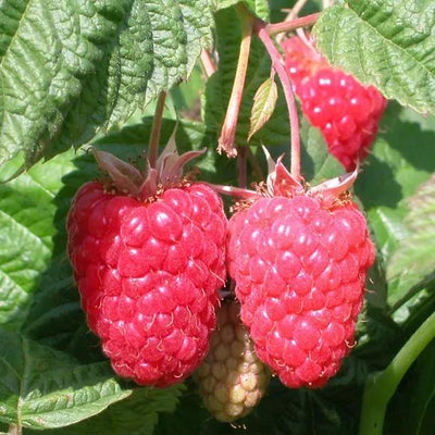 Cascade Delight Raspberries on the bush