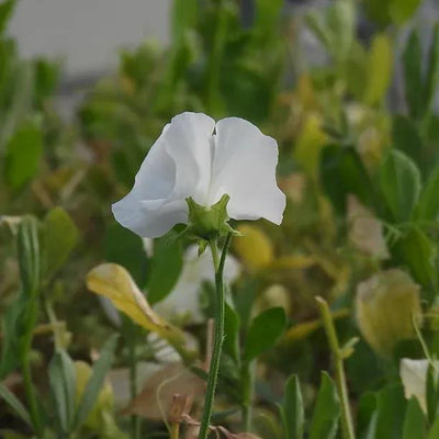Cathy Sweet Pea Flowers