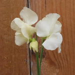 Cathy Sweet Pea Flowers