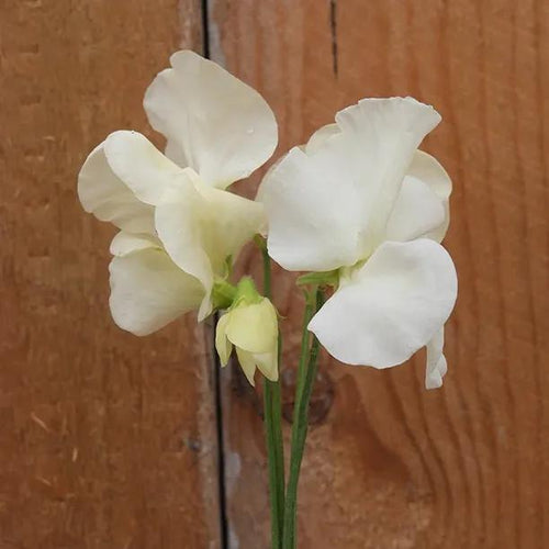 Cathy Sweet Pea Flowers