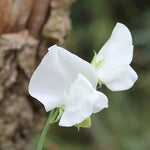 Cathy Sweet Pea Flowers
