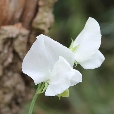 Cathy Sweet Pea Flowers