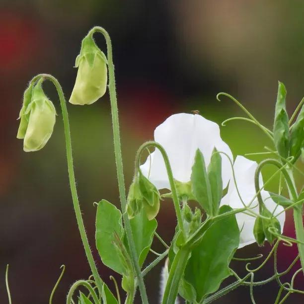 Cathy Sweet Pea Flowers
