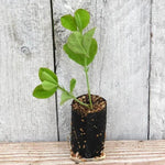Cathy Sweet Pea Seedling in a Jumbo Plug Showing Good Root Development