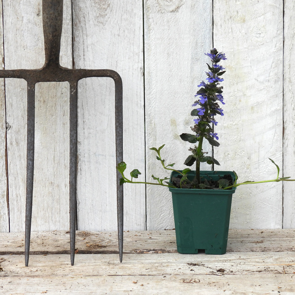 Potted Ajuga plant next to garden fork for size comparison