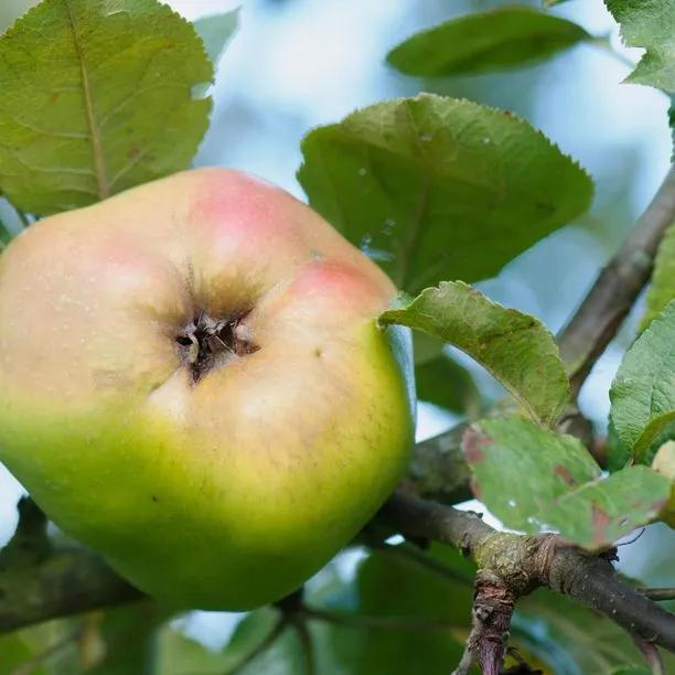 Large green Catshead apple fruit ripening on apple tree branch with serrated leaves