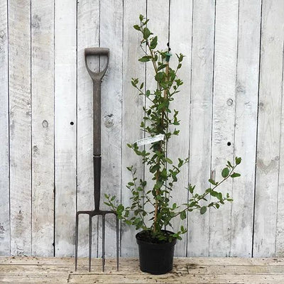 Autumnal Blue Ceanothus Plant in 3 Litre Pot