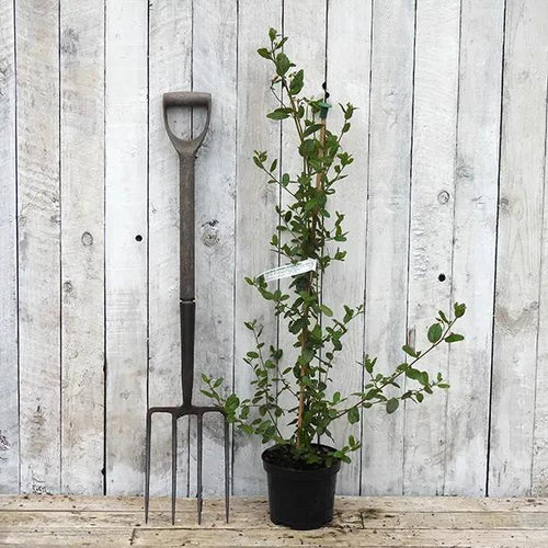 Autumnal Blue Ceanothus Plant in 3 Litre Pot