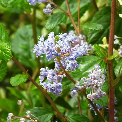Ceanothus Autumnal Blue Flowers