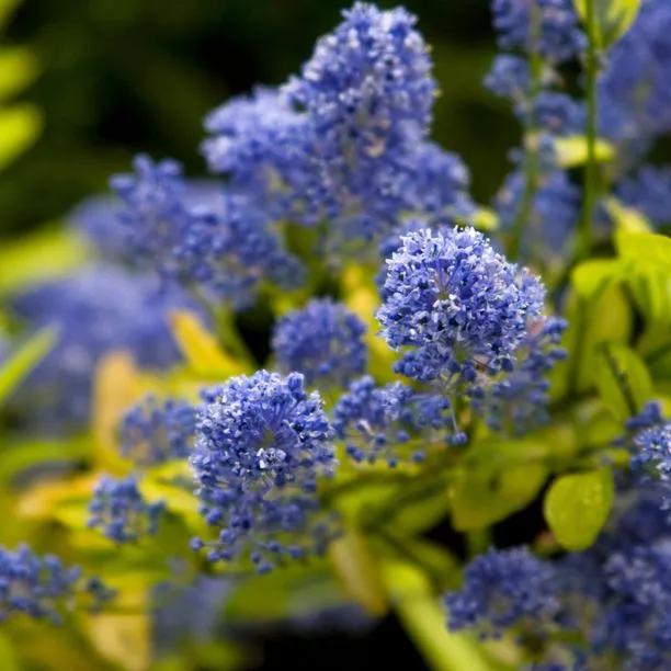 Ceanothus Lemon and Lime Flowers