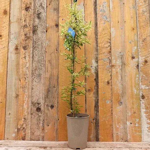 Ceanothus Lemon and Lime Plant in 2 Litre Pot
