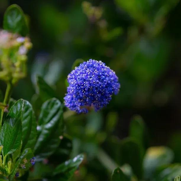 Ceanothus Skylark Flowers