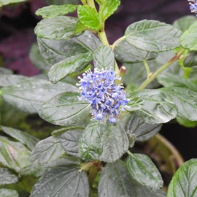 Ceanothus Yankee Point  Flowers