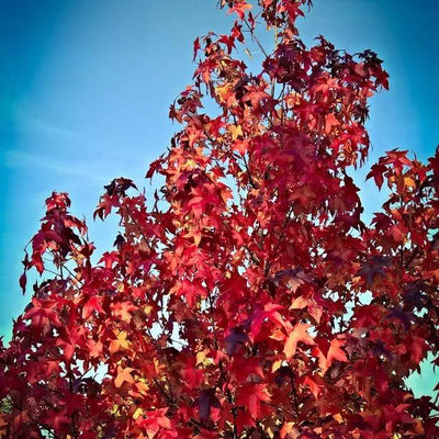 Celebration Maple  Leaves in Autumn