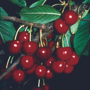 Buy Cherry Trees Online by Mail Order. UK Grown, Quality Prunus avium
