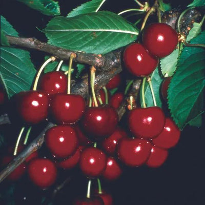 Celeste Cherries  on the tree