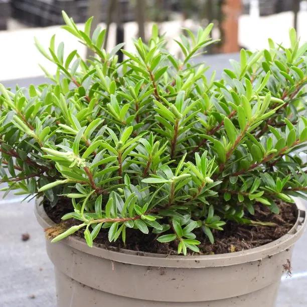 Young Celine Hebe shrub plant growing in white pot showing dense green foliage and compact bushy growth habit