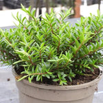 Celine Hebe Plant