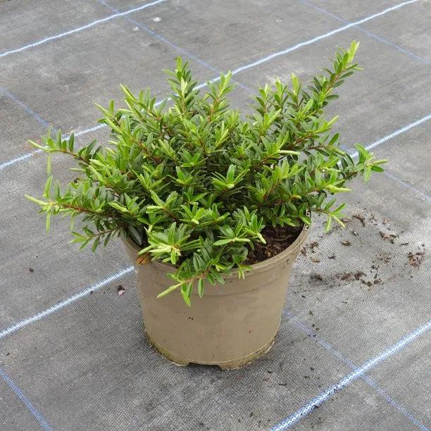 Celine Hebe shrub in brown pot on paved surface showing compact green foliage