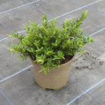 Celine Hebe Plant