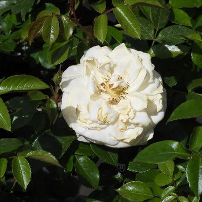 Champagne Moment Floribunda Rose Flowers