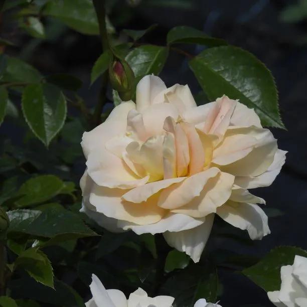 Champagne Moment Floribunda Rose Flowers