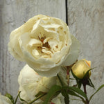 Close-up of a white rose (Champagne moment) with a blurred wooden background