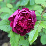 Charles de Mills Gallica Rose Flowers