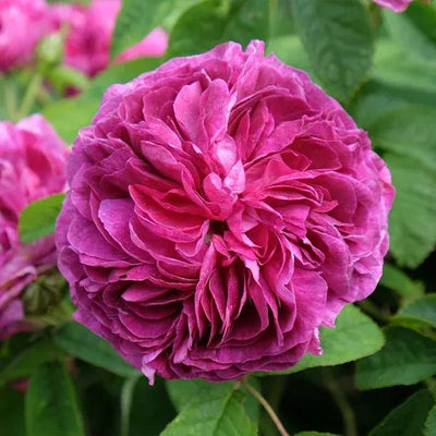 Charles de Mills Gallica Rose Flowers