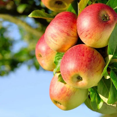 Charles Ross Apples on the tree