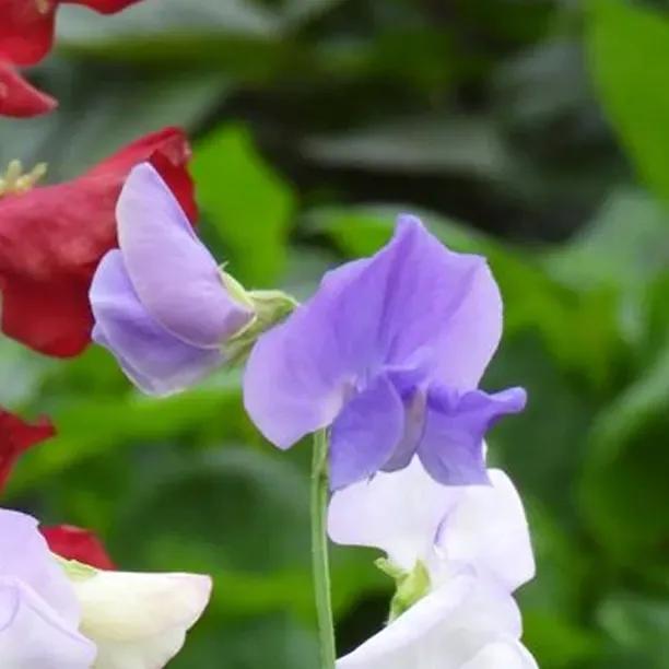 Charlies Angel Sweet Pea Flowers
