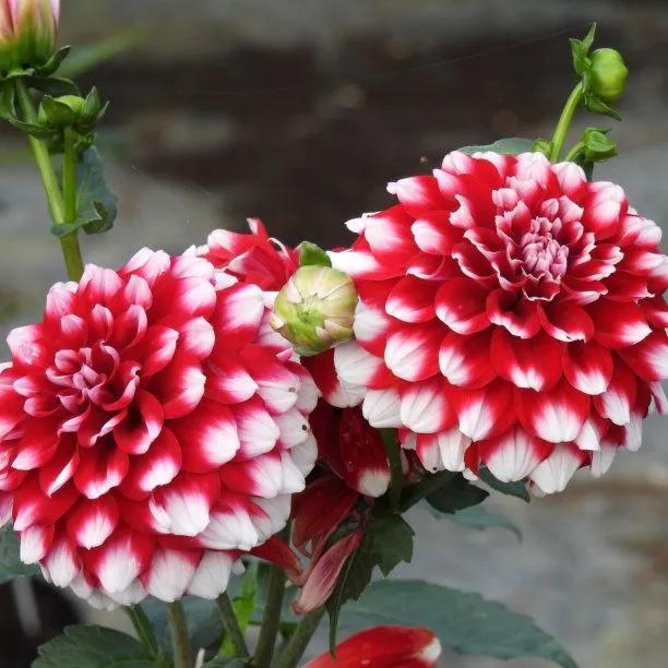 Checkers Dahlia Flowers