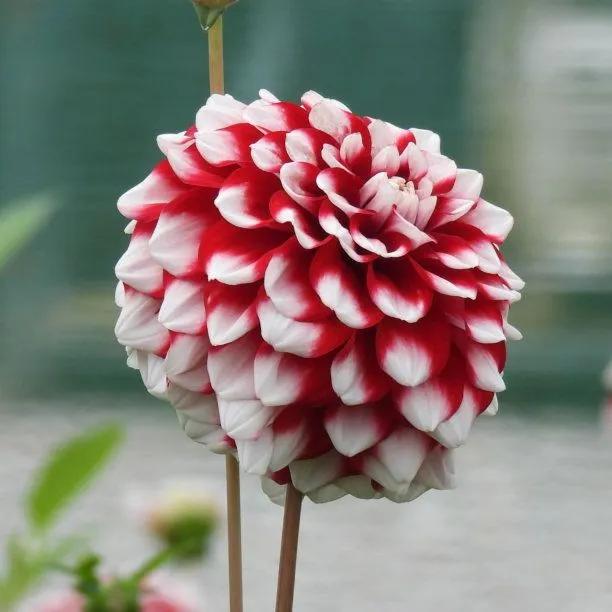Checkers Dahlia Flowers