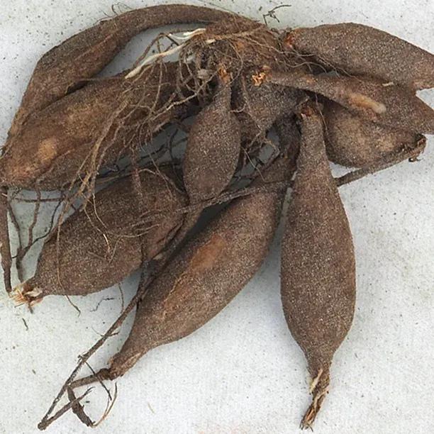 Checkers Dahlia Tuber