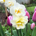 Cheerfulness Daffodils Flowering in Spring