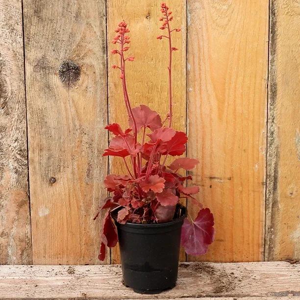 Cherry Cola Heuchera Plant in 9cm pot (P9)