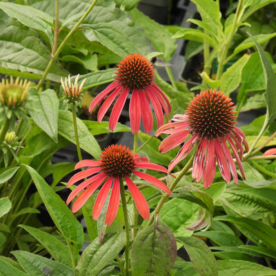 Three coneflowers with bright red-orange petals and spiky orange-brown centers, surrounded by green foliage in a garden setting.