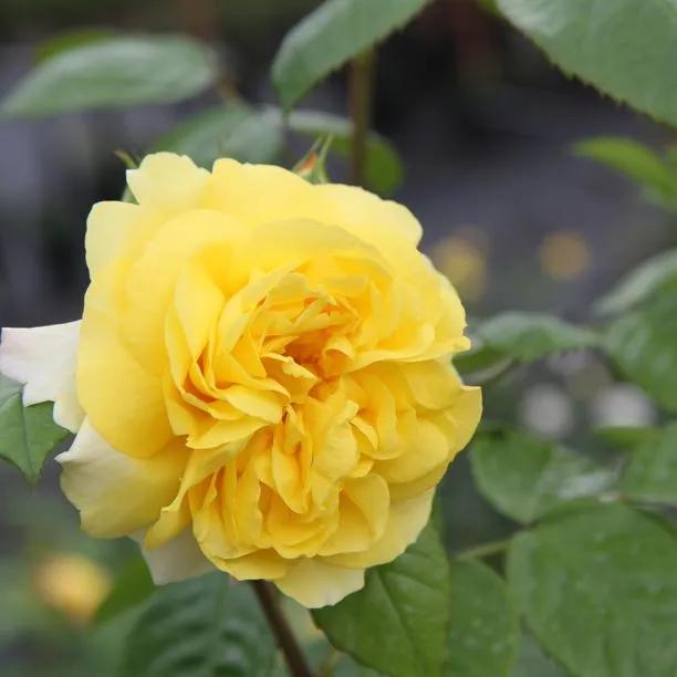 Chinatown Floribunda Rose Flowers