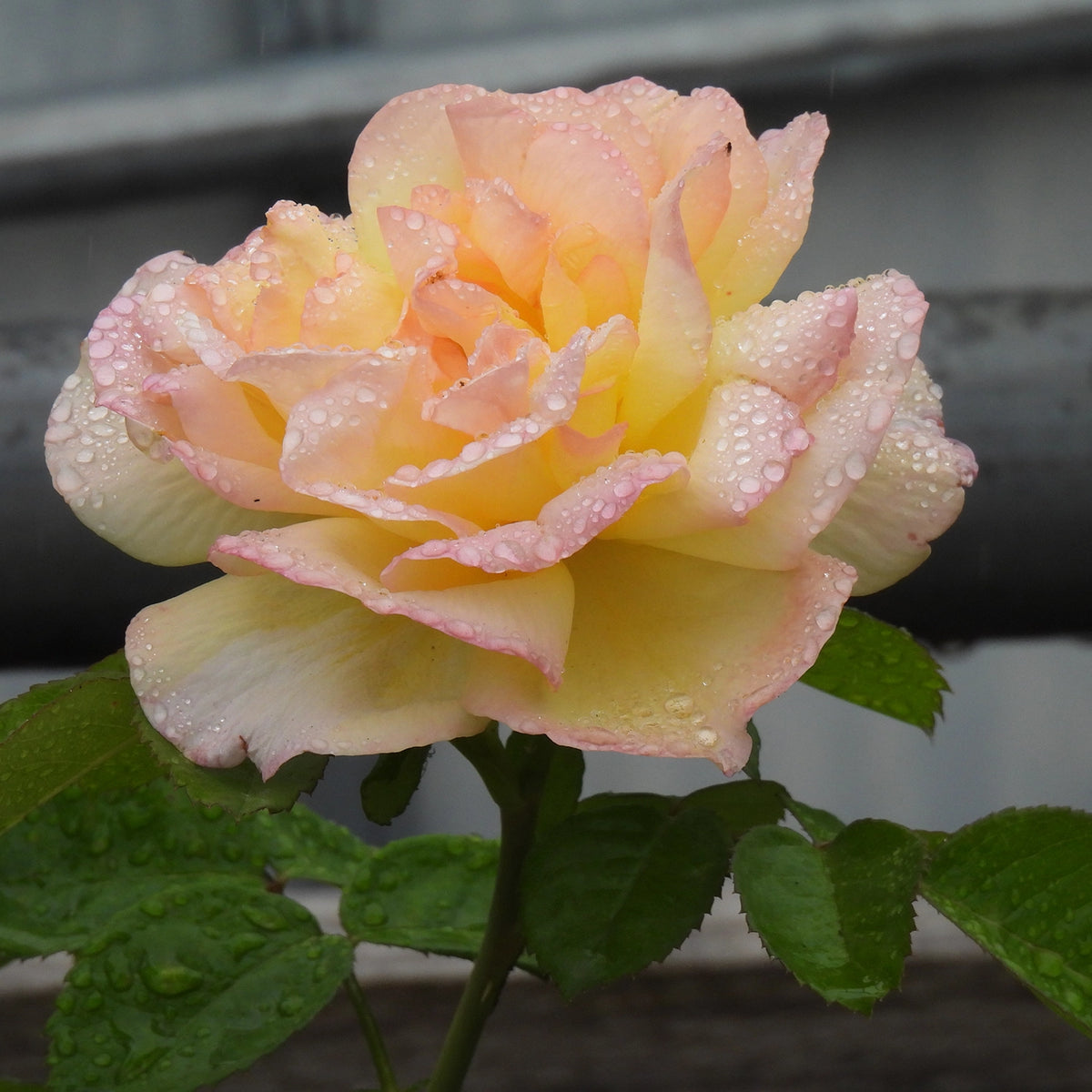 Close up of chinatown rose blooming in Autumn