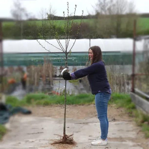 Bareroot Hupeh/Tea Chinese Crab Apple Half Standard Tree