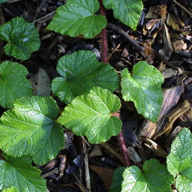 Chinese Creeping Bramble shrub showing green serrated leaves and red stems growing through mulch