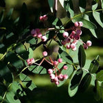 Chinese mountain ash berries