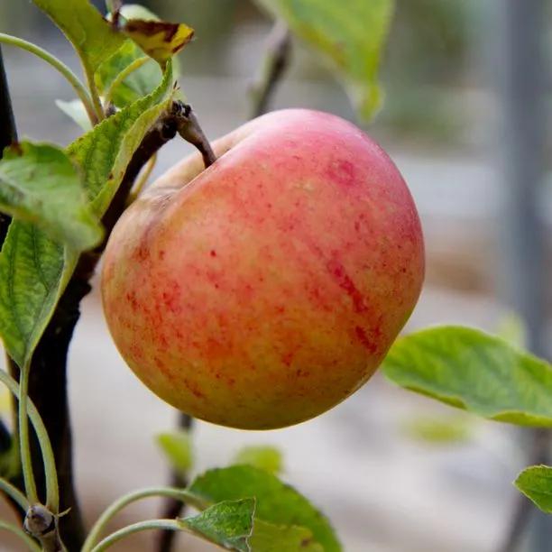 Chivers Delight Apples on the tree