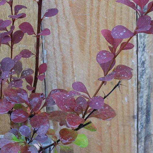 Chocolate Summer Berberis Leaves