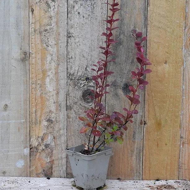 Berberis 'Chocolate Summer' Plant in p9 Pot