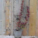 Berberis 'Chocolate Summer' Plant in p9 Pot