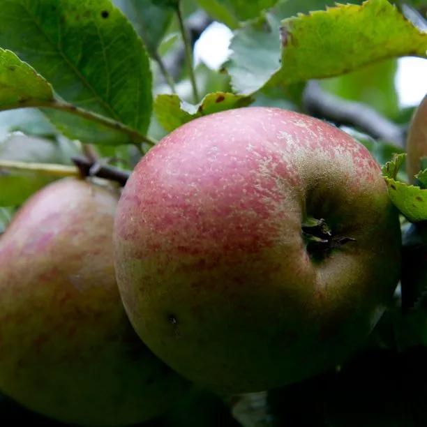 Christmas Pearmain Apples on the tree