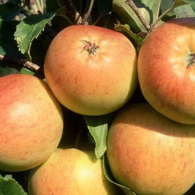 Christmas Pippin Apples on the tree